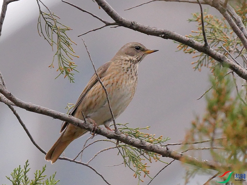 P6230761 - ����.JPG