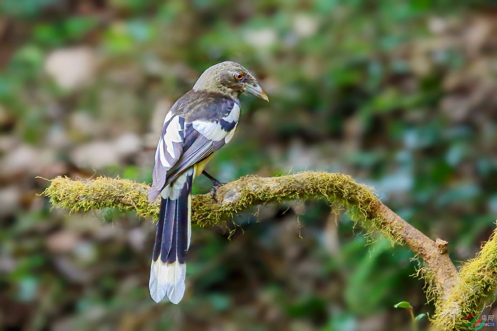 �����������  ��ʦ�����ڹ���׳��������������������.jpg