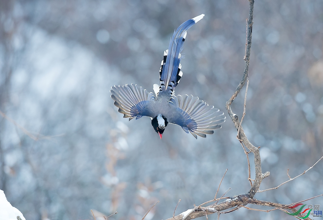 ƽ��  ��ʦ�����ں���ʡƽ��ɽ��³ɽ��.jpg