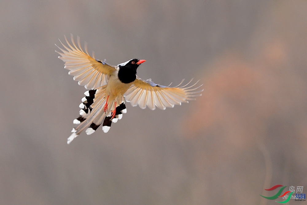 ɭ��  ��ʦ�����ں���ʡƽ��ɽ��³ɽ��.jpg