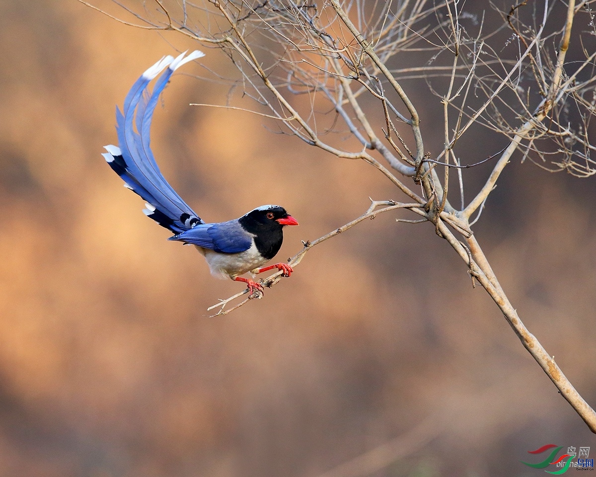 ��Ӱ  ��ʦ�����ں���ʡƽ��ɽ�б�����.jpg