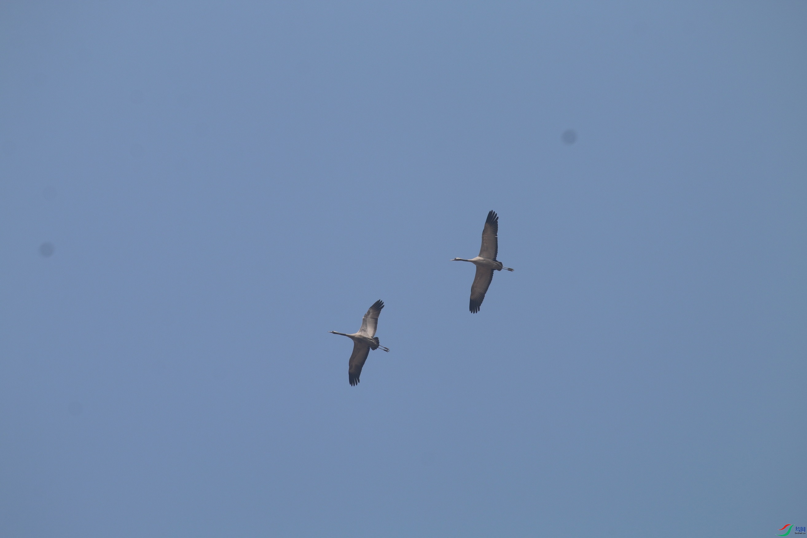 IMG_0248 - ����.JPG