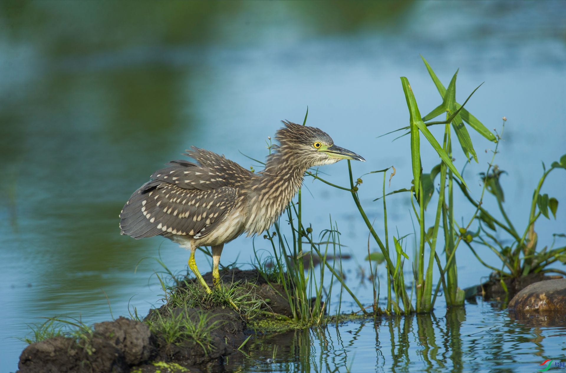 ����͵���Ѿ����ǵ�һ���ˣ�����Ͼ�����͵����Ϊ�����Ƕ�����ë�ɣ����Լ�׳һ׳���ɣ�