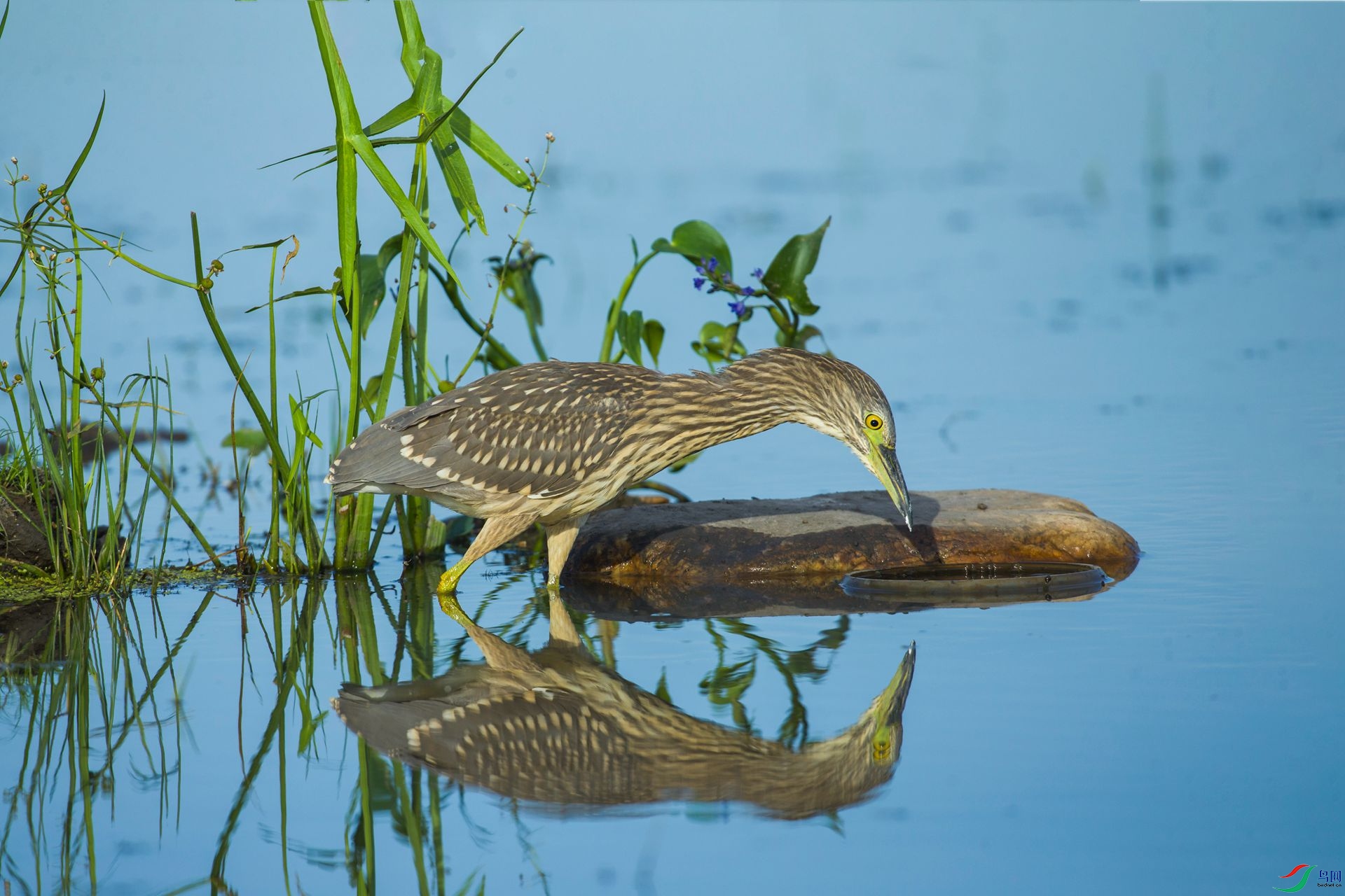 ������ŵ�������ˮ�����˵���¨ǰ����ϸ�۲���¨�е���Щ�㣬����ѡ��һ�����������أ�