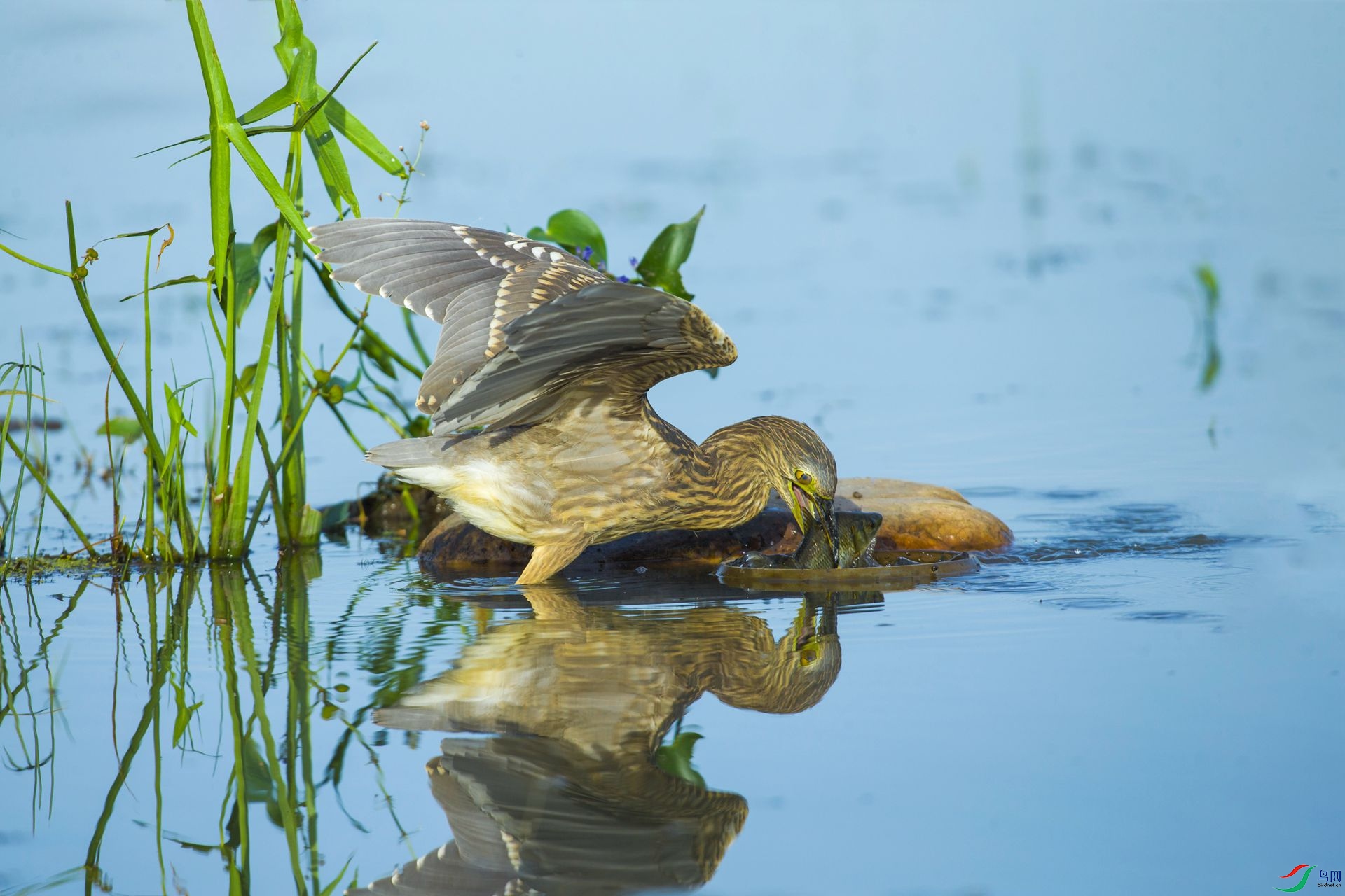 ���������Ƚϣ����ѡ����һ���ȽϷʴ�����㣬˵�ɾ͸ɣ�һ����ȥ�Ͱ�������������˳�����