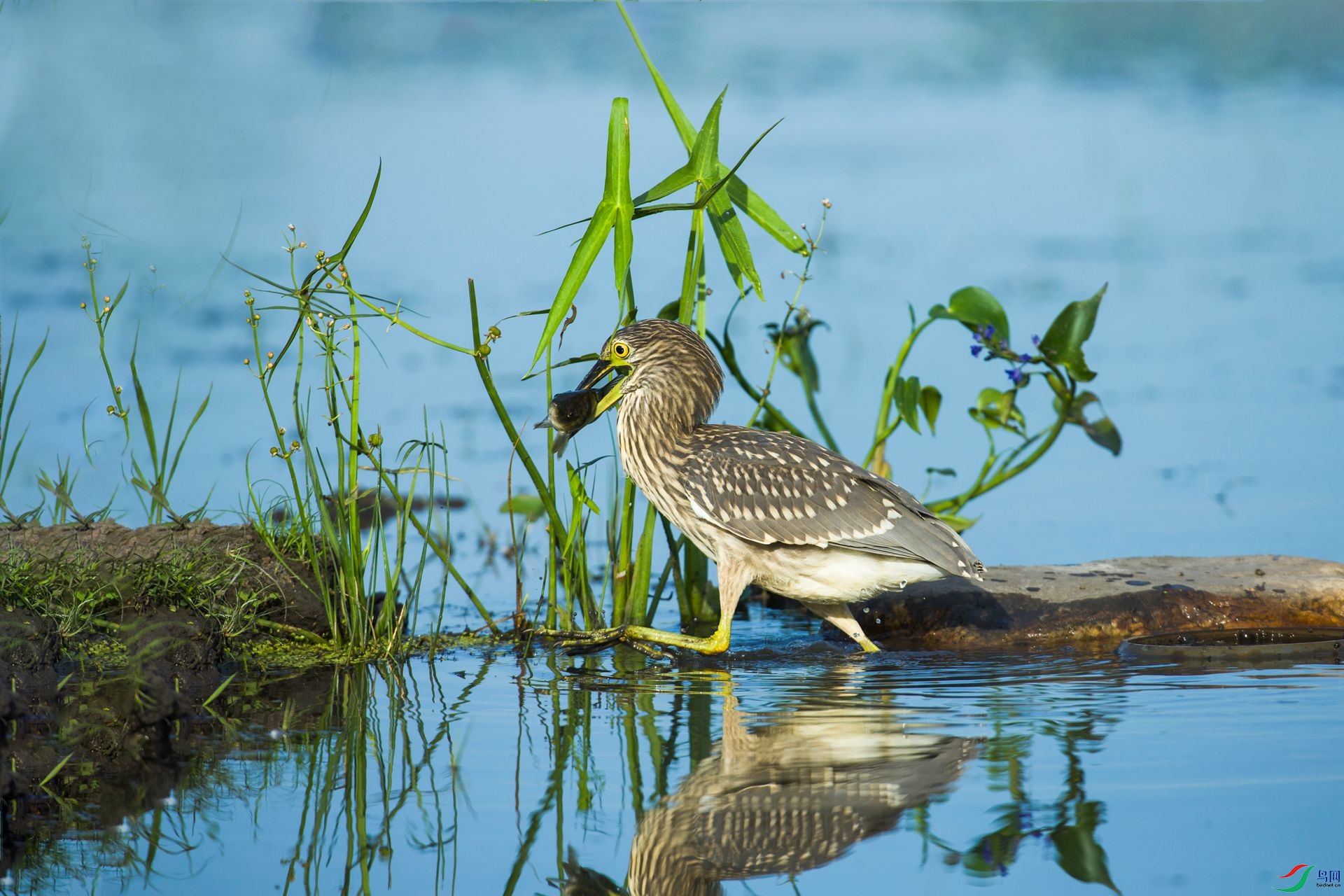 �׻�˵���������顣����Ͼ���͵���ģ���������Ŀ�ŵ��Ľ�ʳ���Ͻ���һ���Ƚ�Ƨ���ĵط������ã�