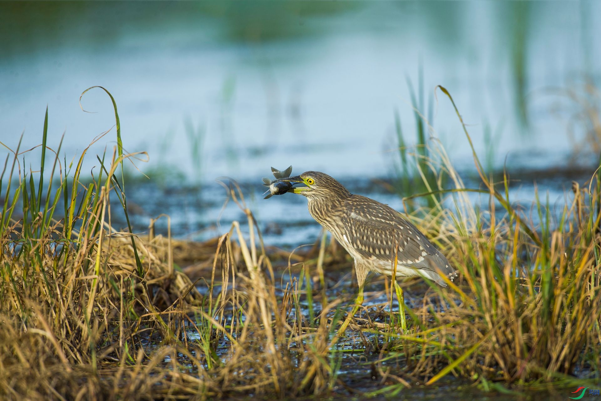  �����������˲ݴԱ��ϣ����û��ǲ������أ�ֻ�õ�����������������ݴ����ȥ����һ���Ƚ�Ƨ���ĵط���  ...