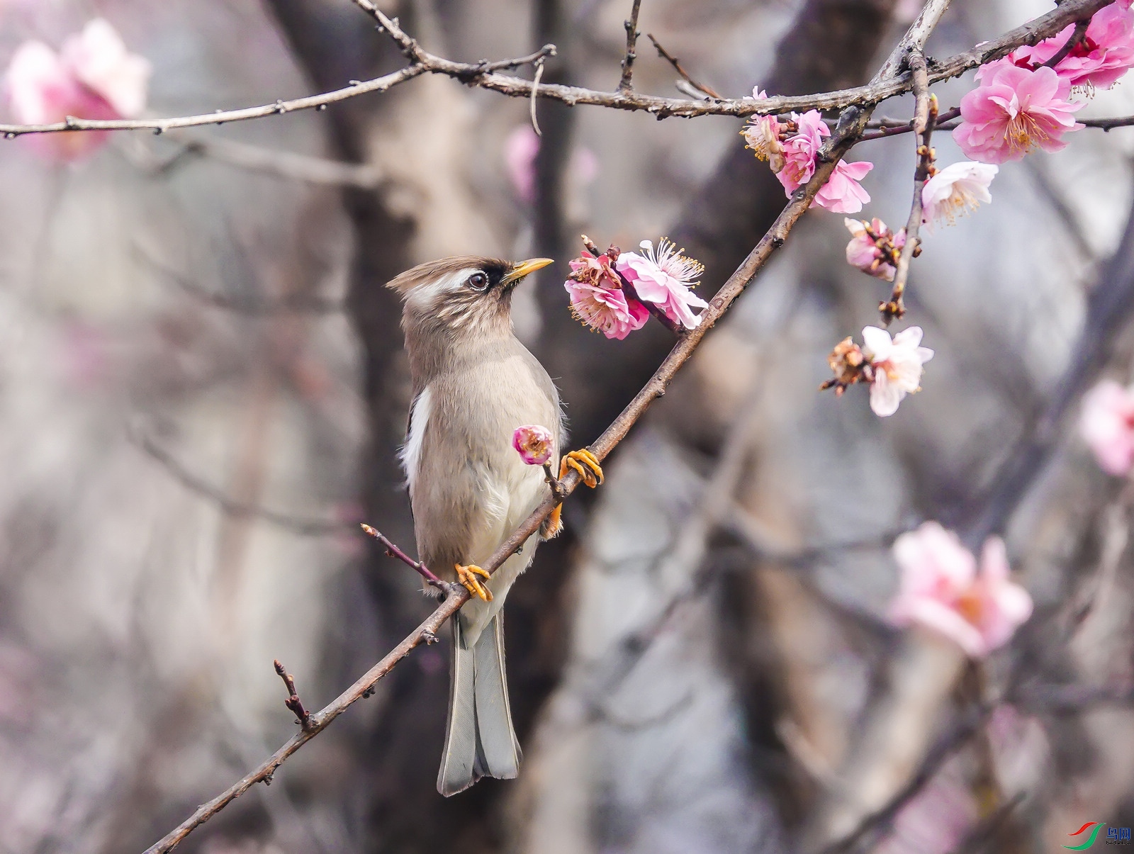 DSC03927ab.jpg