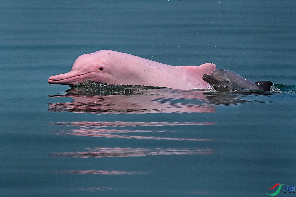 [哺乳] 《海里溜娃》游弋在海上的国宝中华白海豚------贺获每日一图!