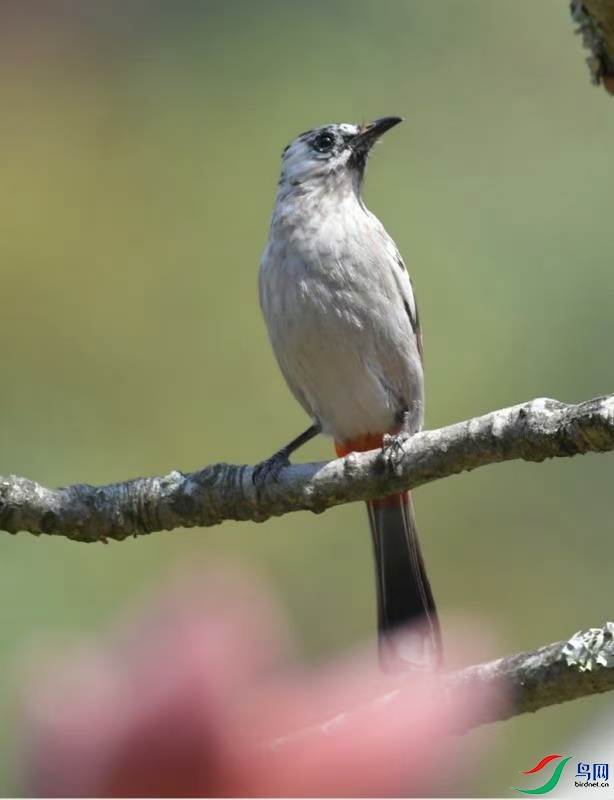 ľ�޻������ڻ�֦�ϡ�