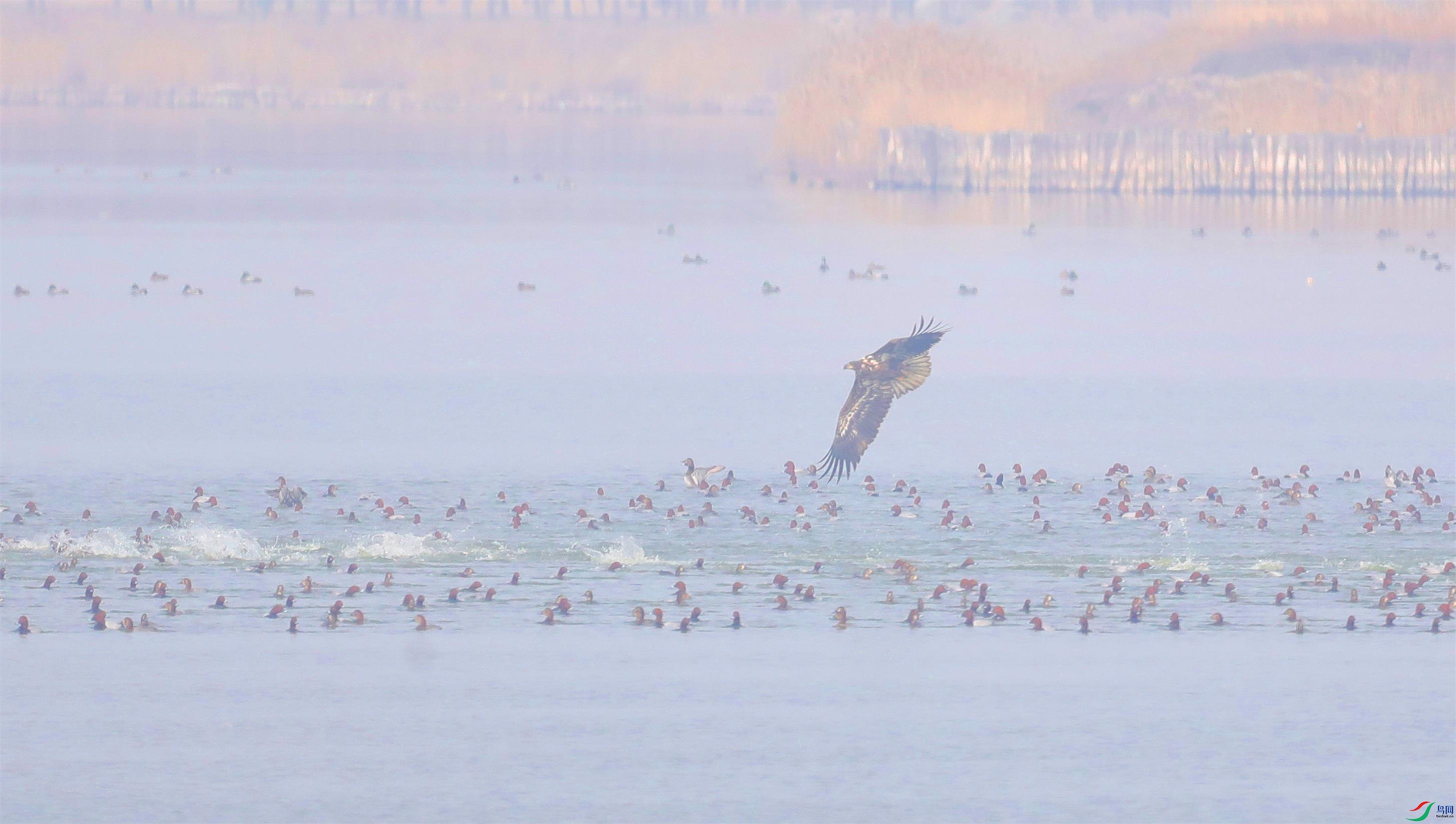 ��β����