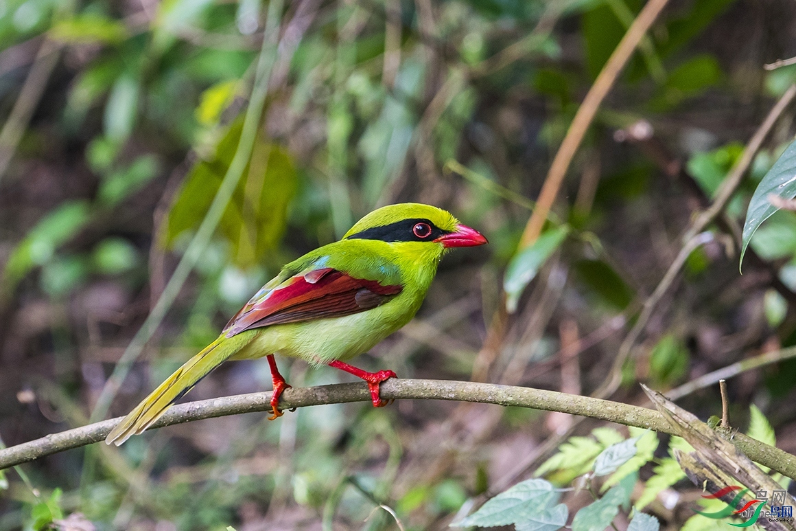 ��������  ��ʦ�����ڹ���׳��������������.jpg