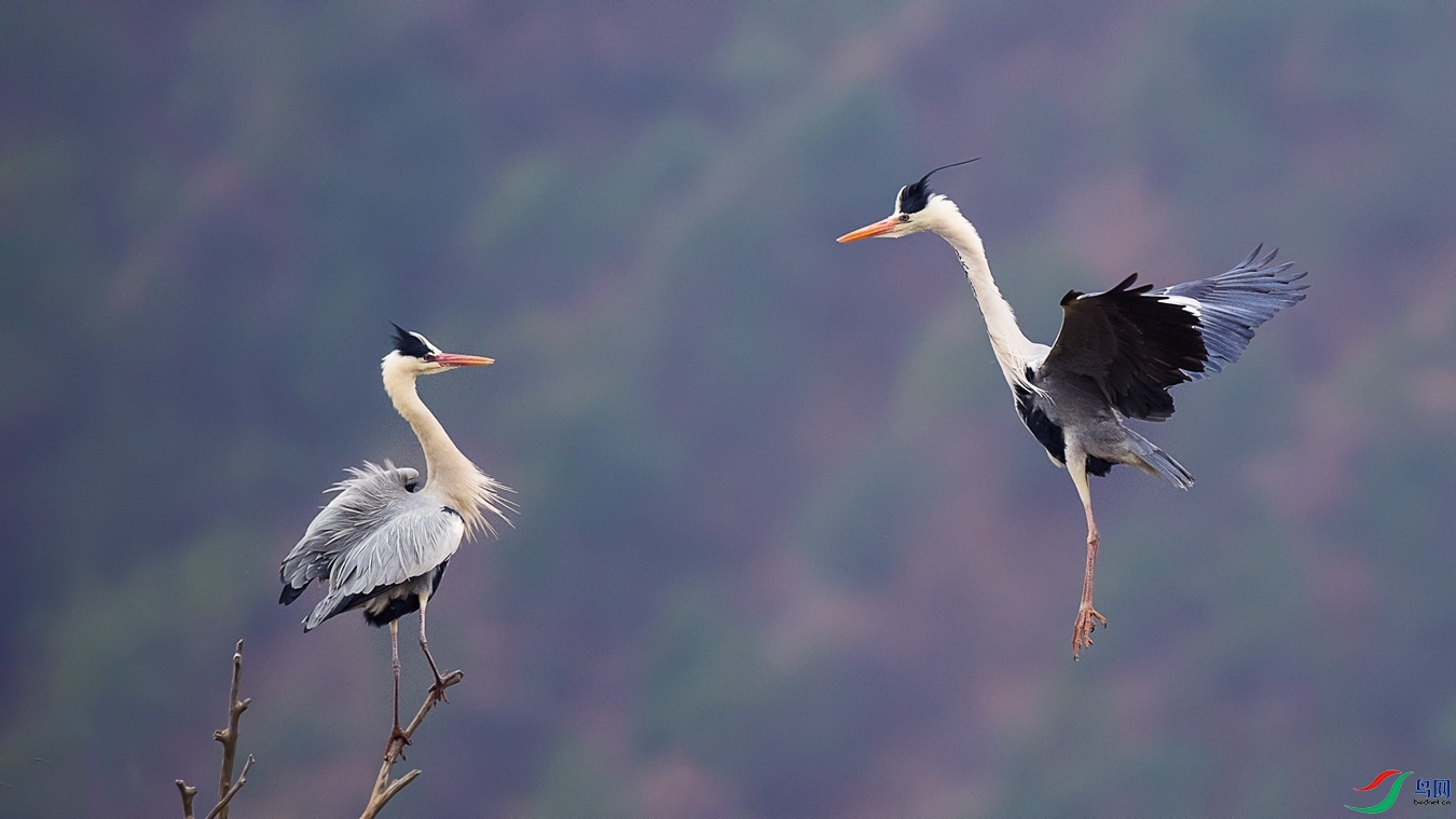 DSC_2811 - ����.jpg