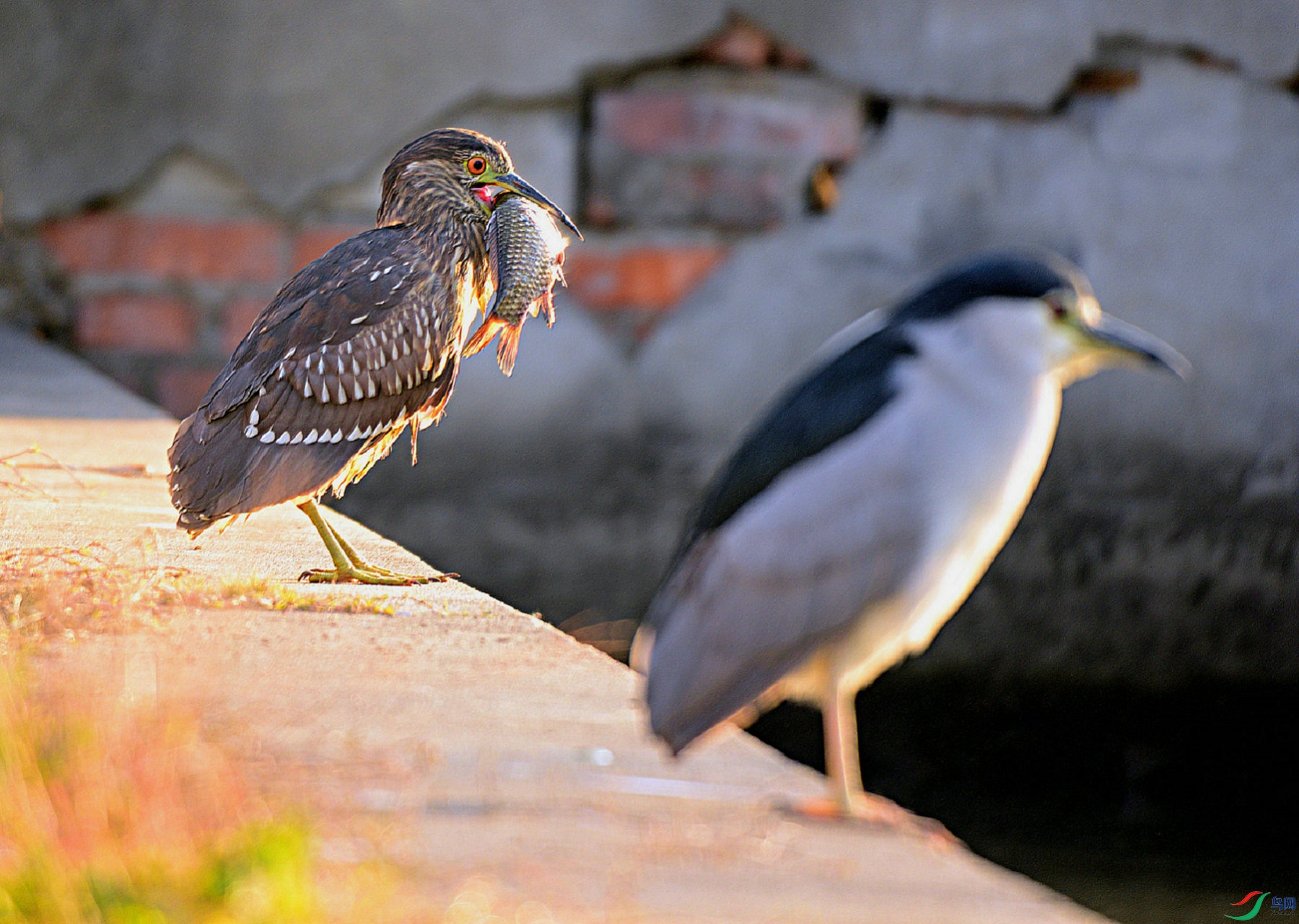 DSC_7775.jpg