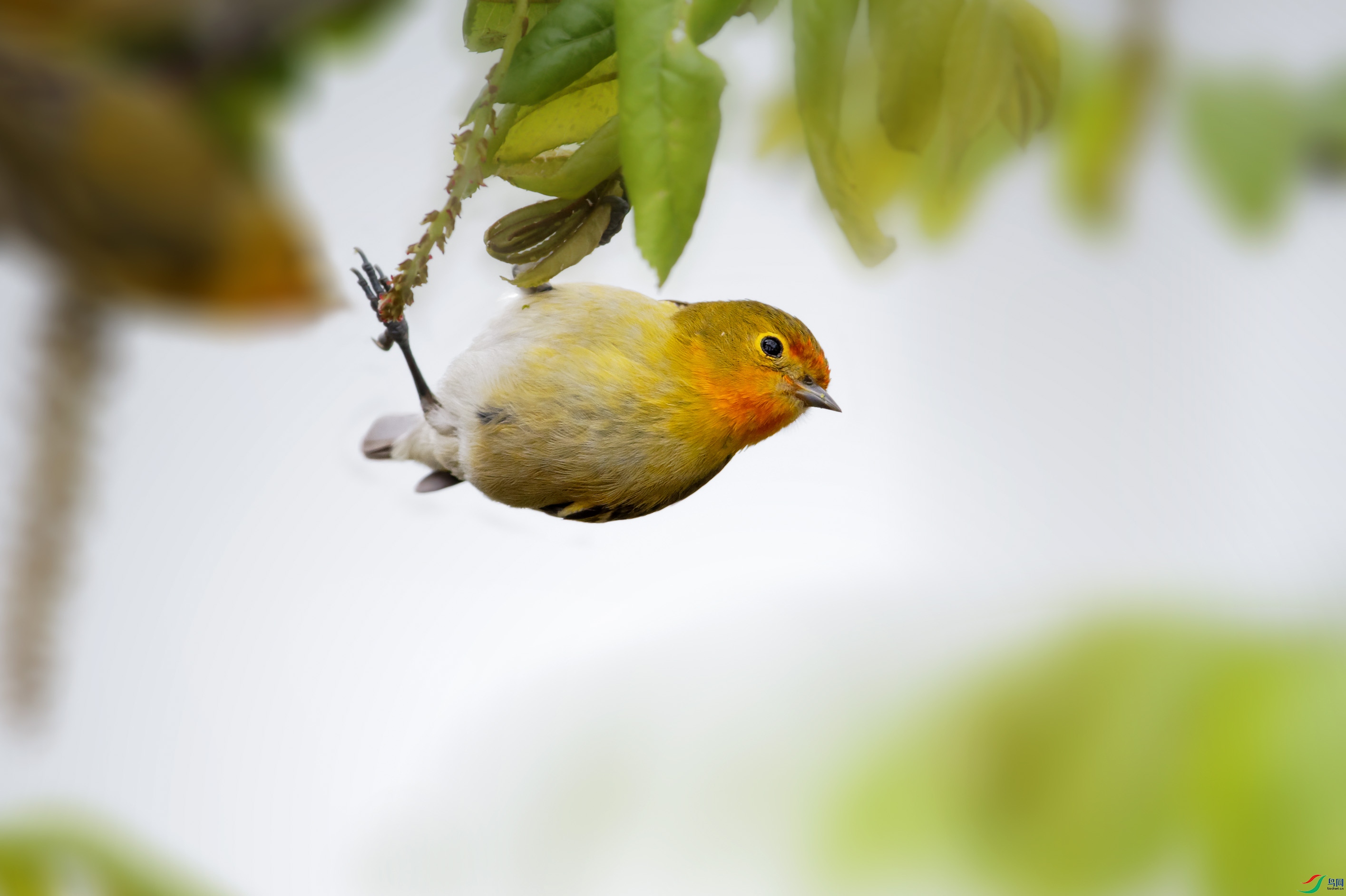 论坛 69 主题区 69 野生鸟类 69 火冠探春