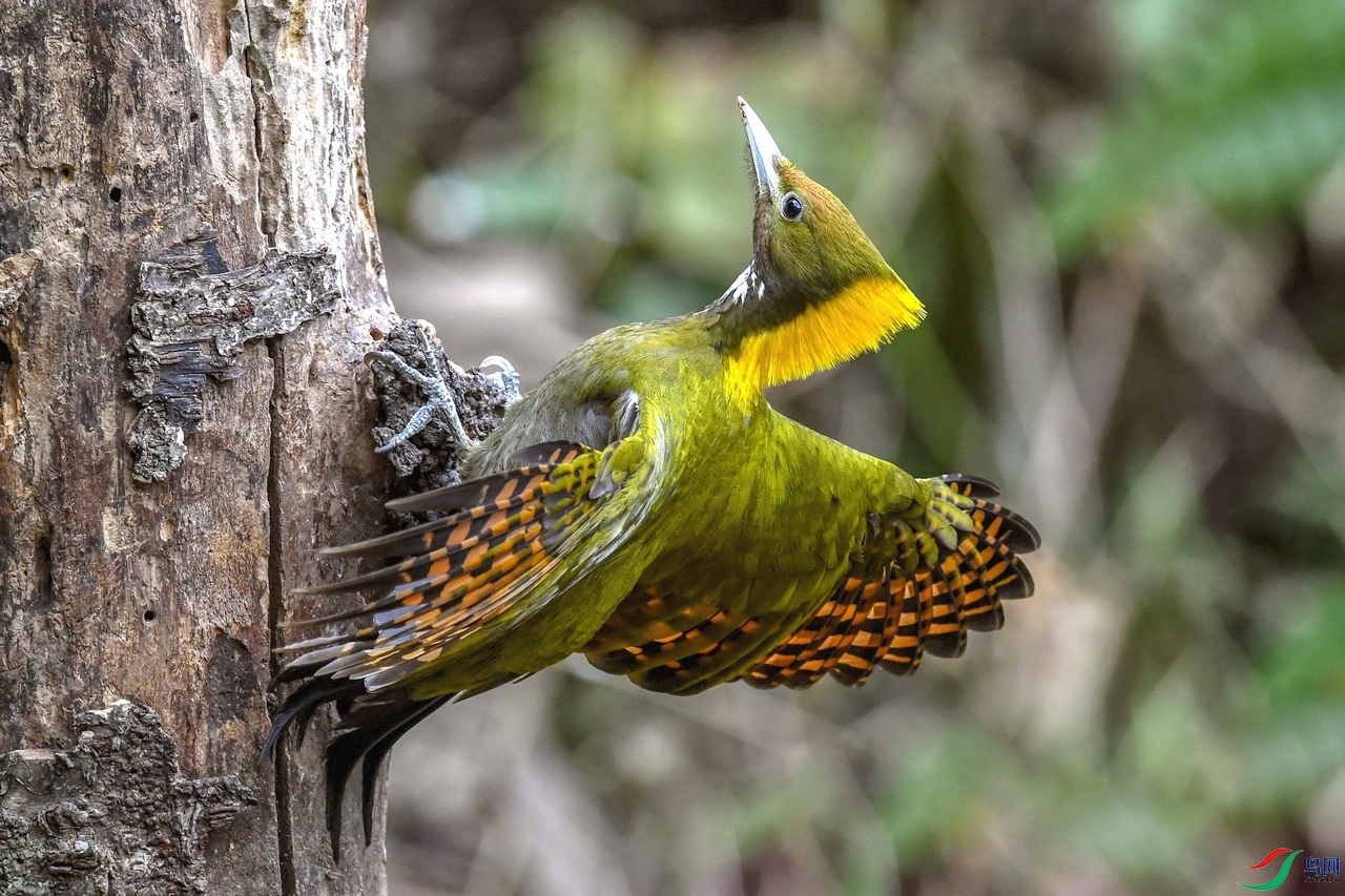 黄冠啄木鸟