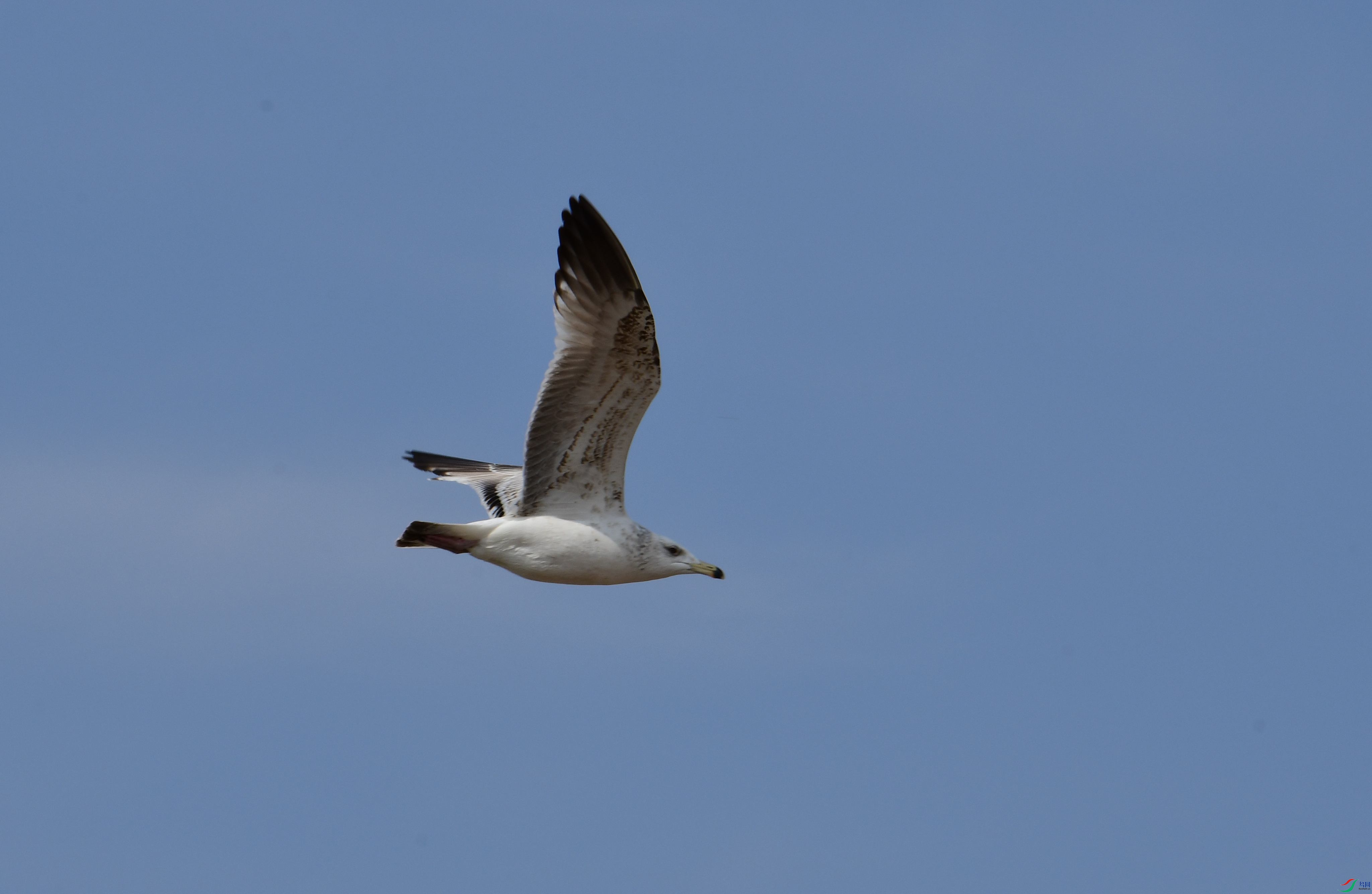 DSC_5376_����.jpg