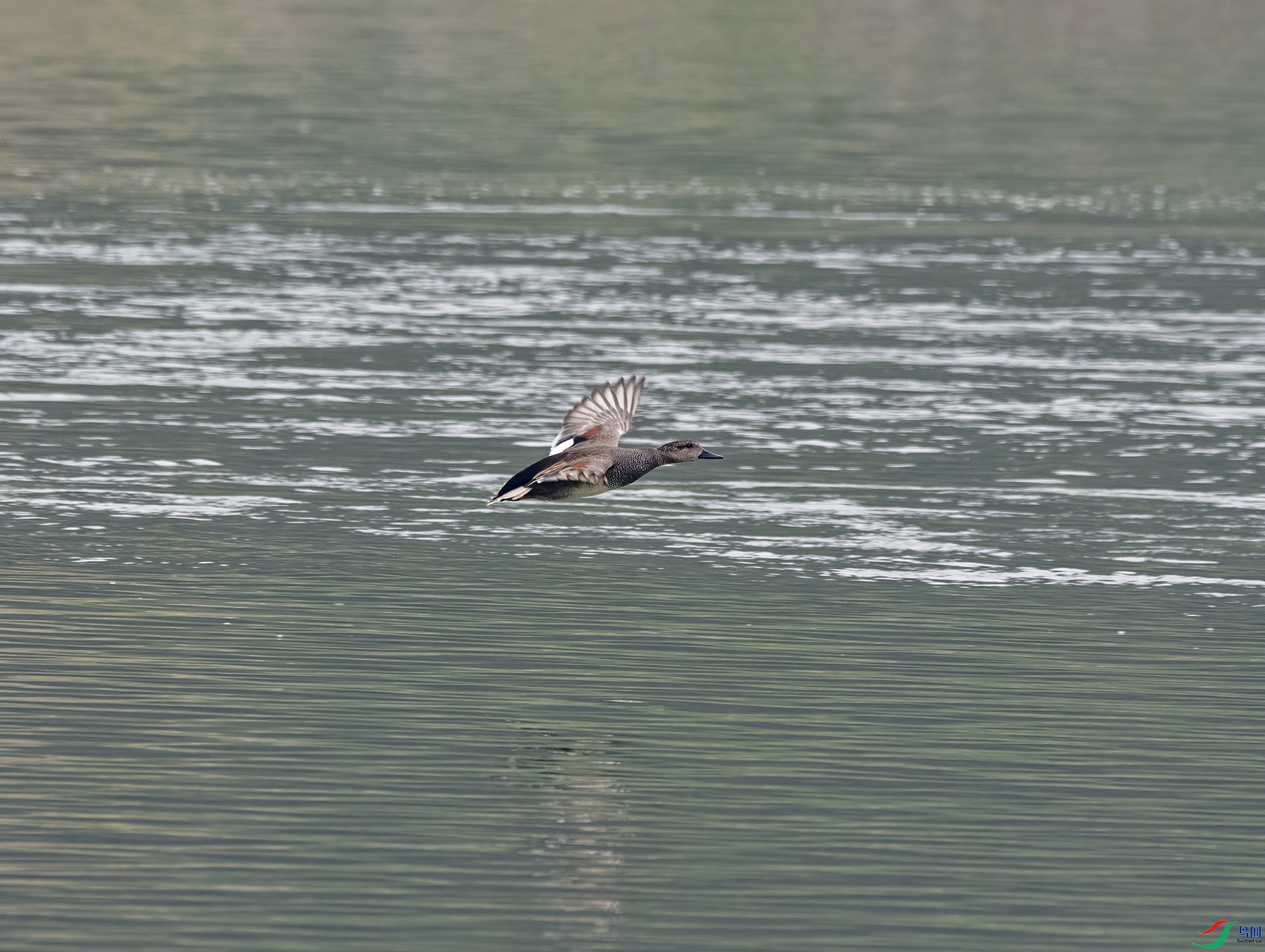 DSC_4692.jpg