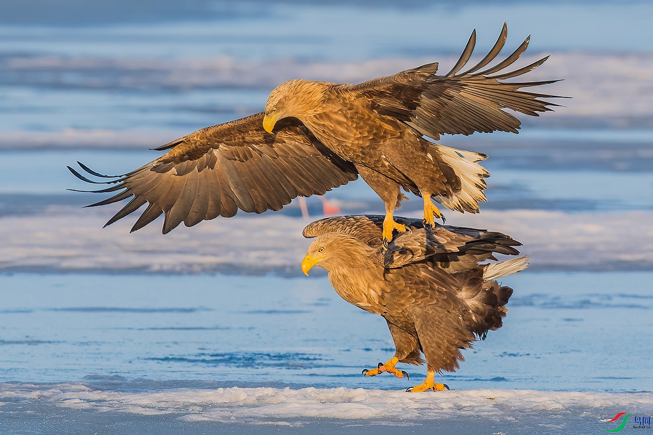 [猛禽] 骑--- (祝贺老师佳作荣获vip综合精华)