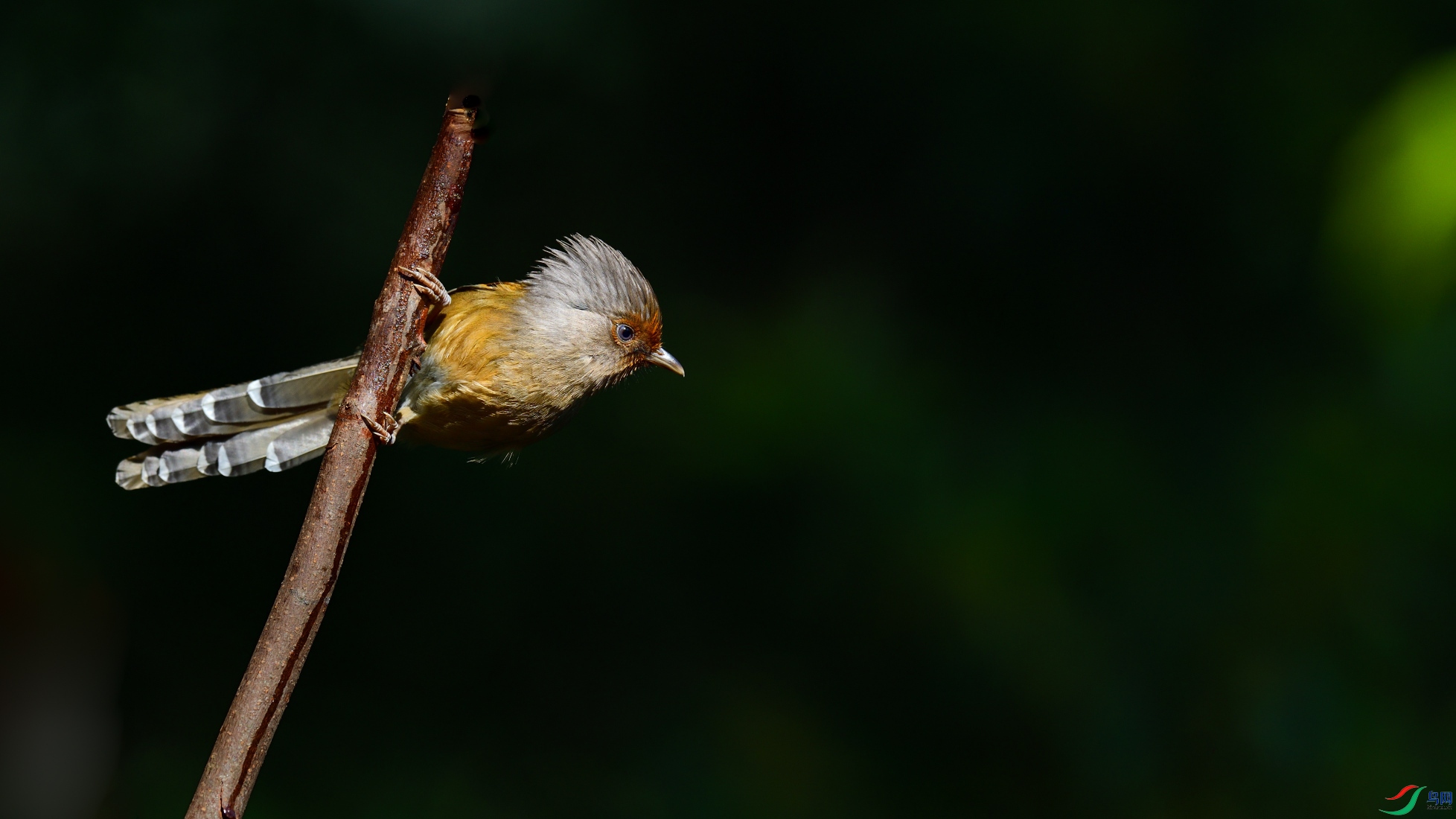 DSC_2461_00001.jpg