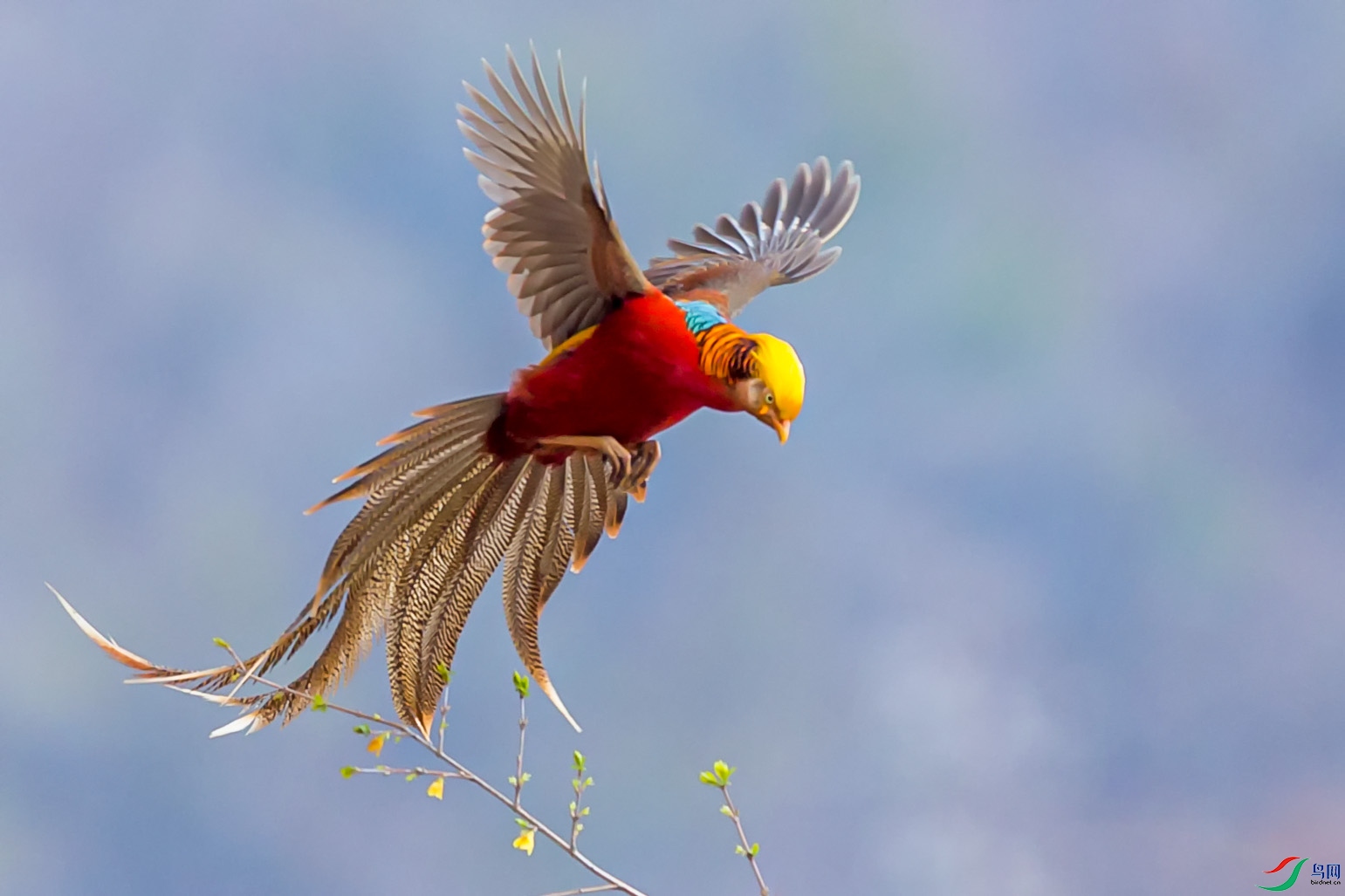 花团锦簇贺获鸟网首页鸟类精华