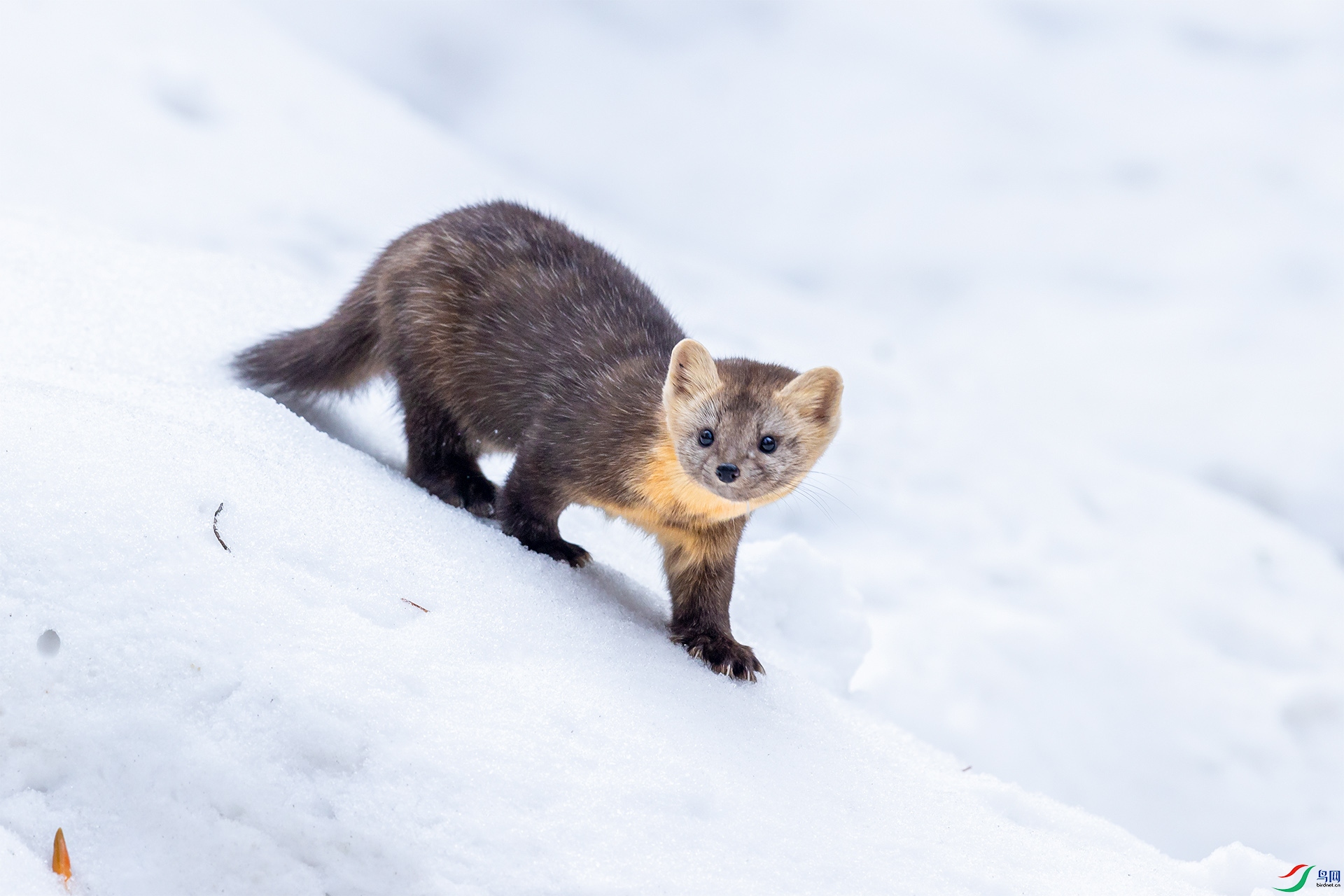 雪地上的紫貂