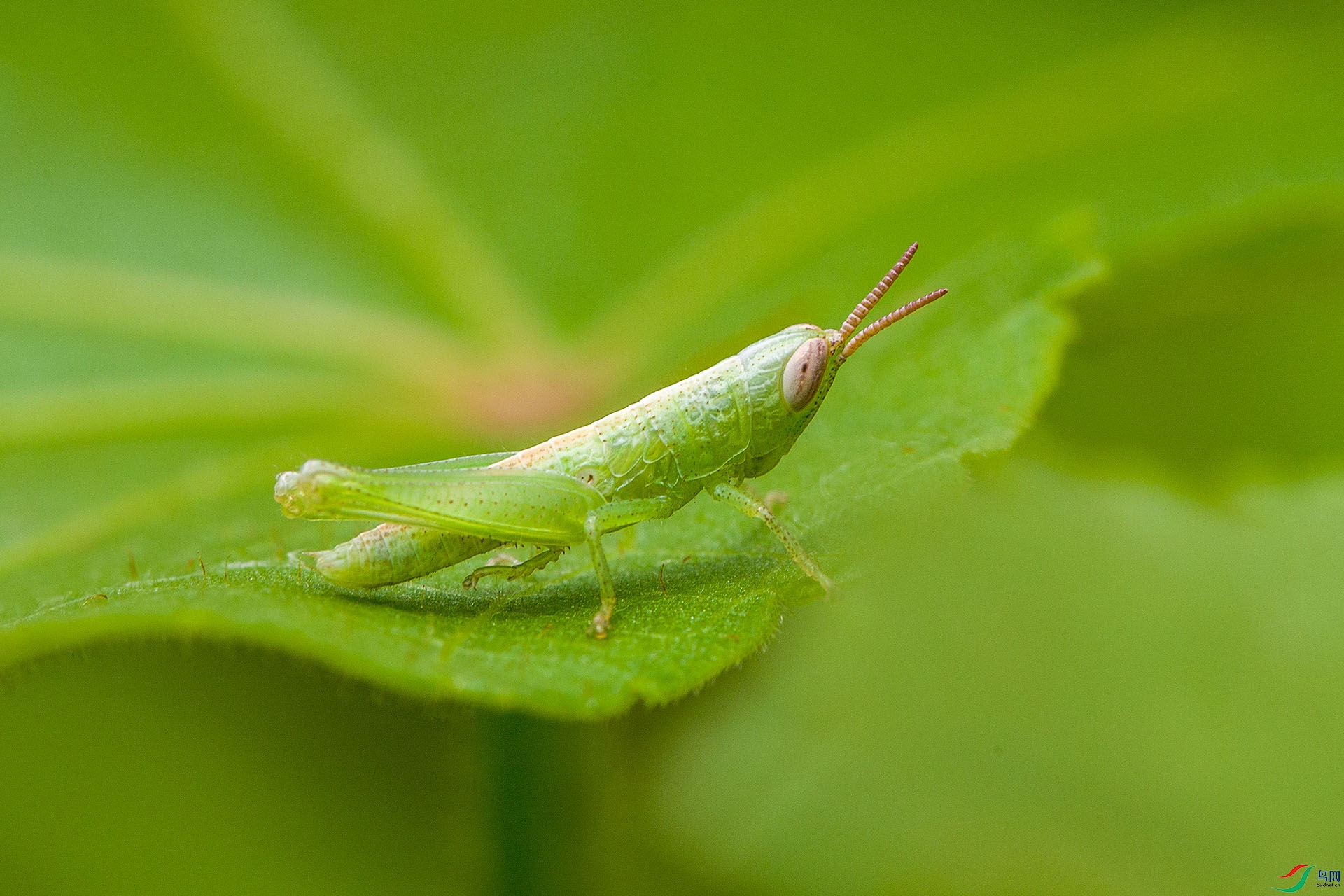 蝗虫若虫