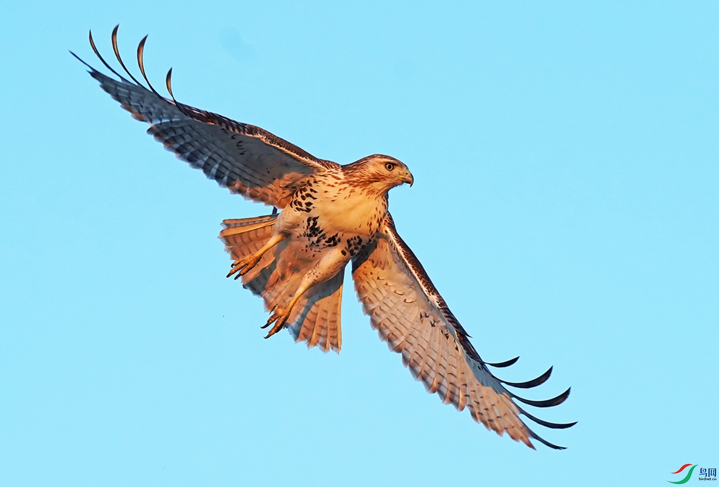 日落见雄鹰红尾隼