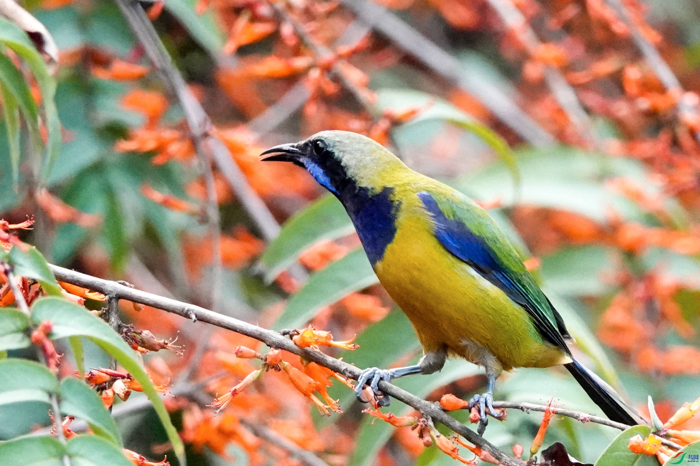 [林鸟] 橙腹叶鹎--喜形于色