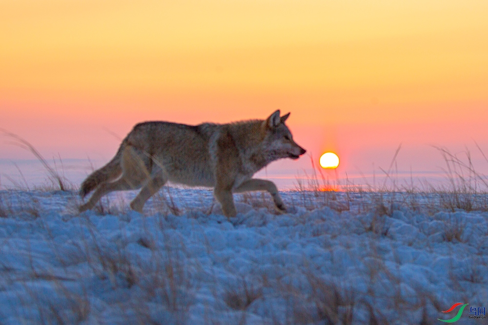 《夕阳西下》—— 草原狼～～～贺图1获《首页动物精华》