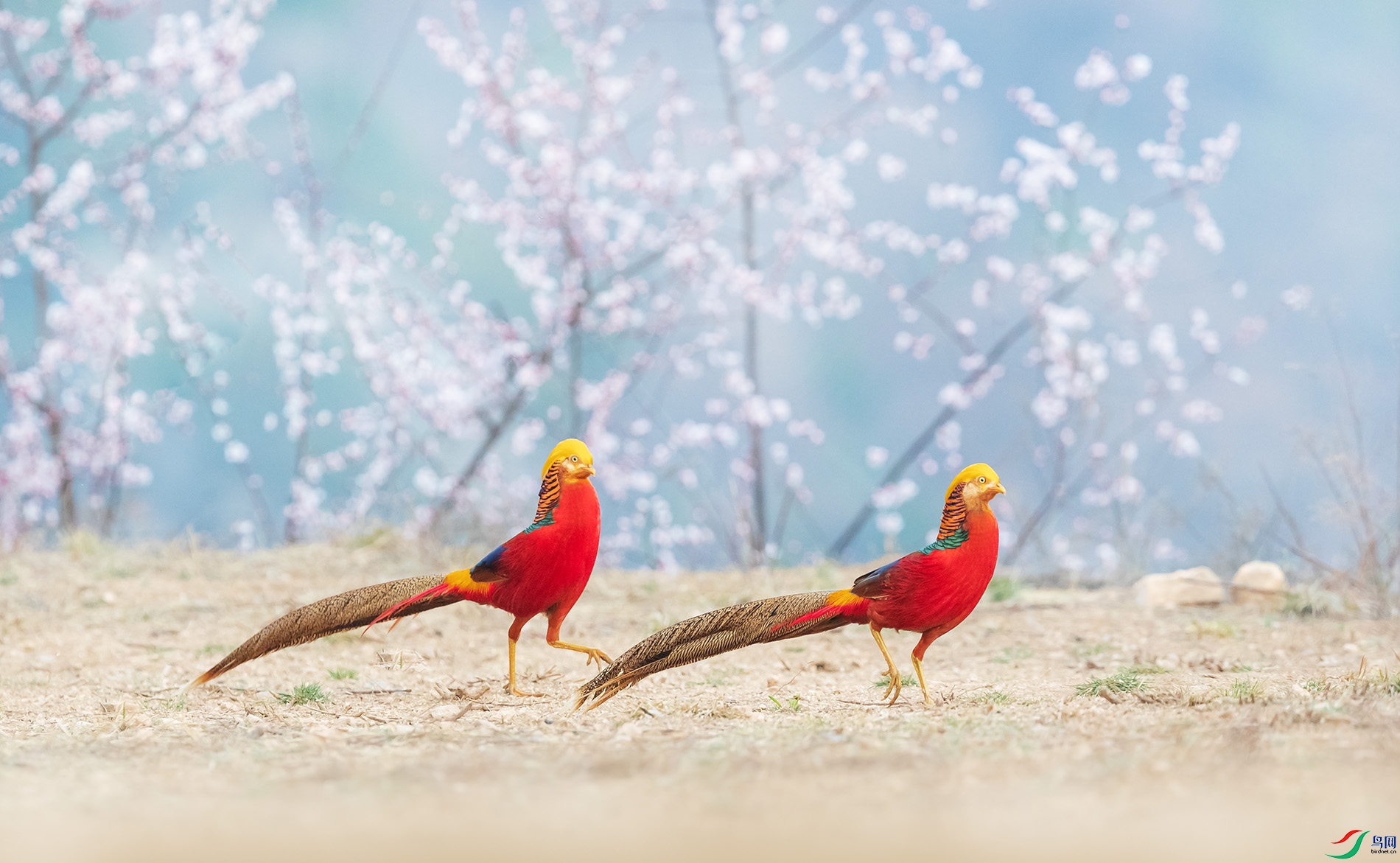 桃花锦鸡