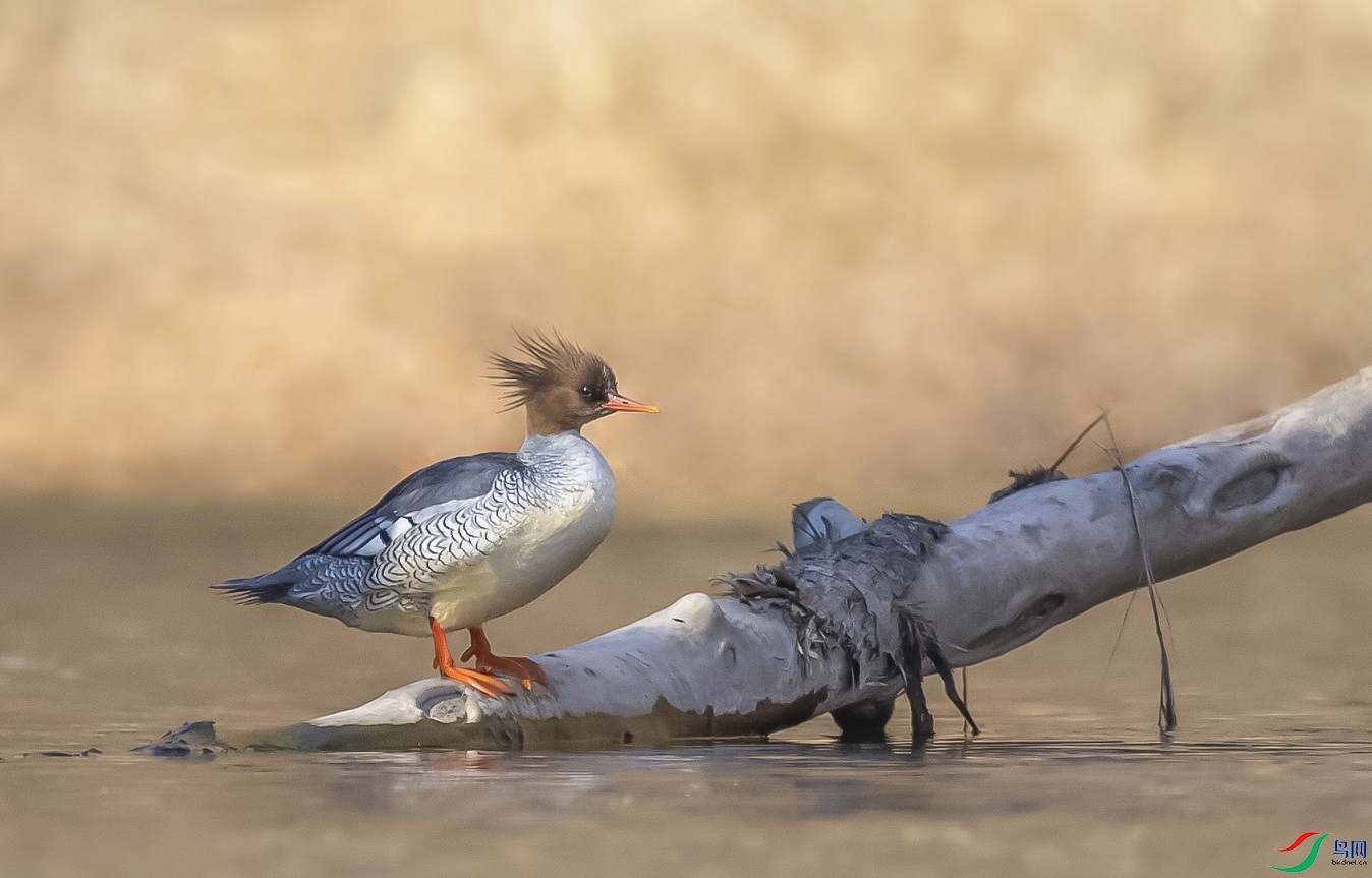 ����ͬ��