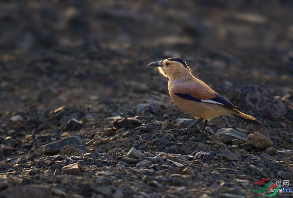 ˫�н���  ��ʦ��������.������ǡ������.jpg