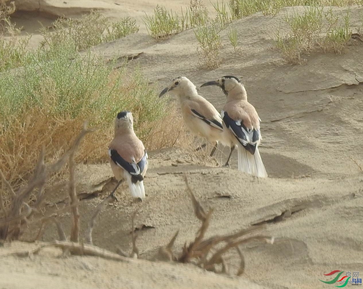 ����  ��ʦ��������.��**�����������������ɹ�������.jpg