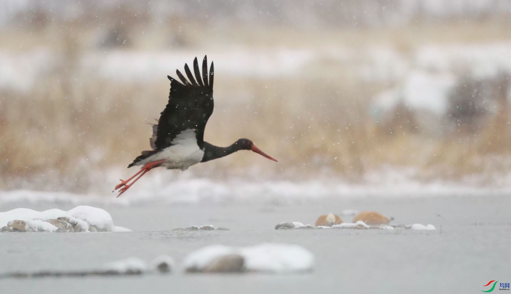 ��ѩ��.jpg