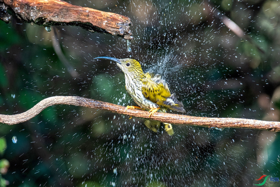 �Ʊ�������2