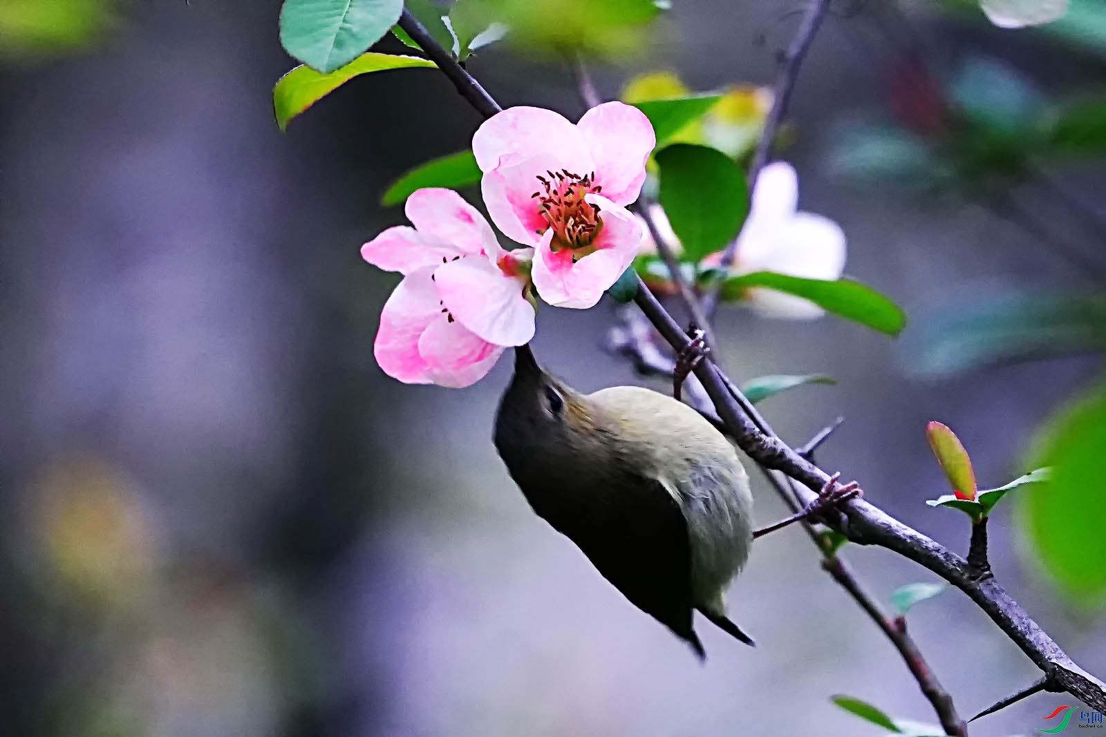 海棠花上的叉尾太阳鸟