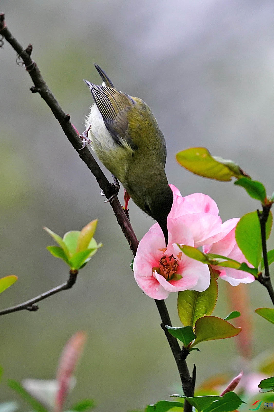 海棠花上的叉尾太阳鸟