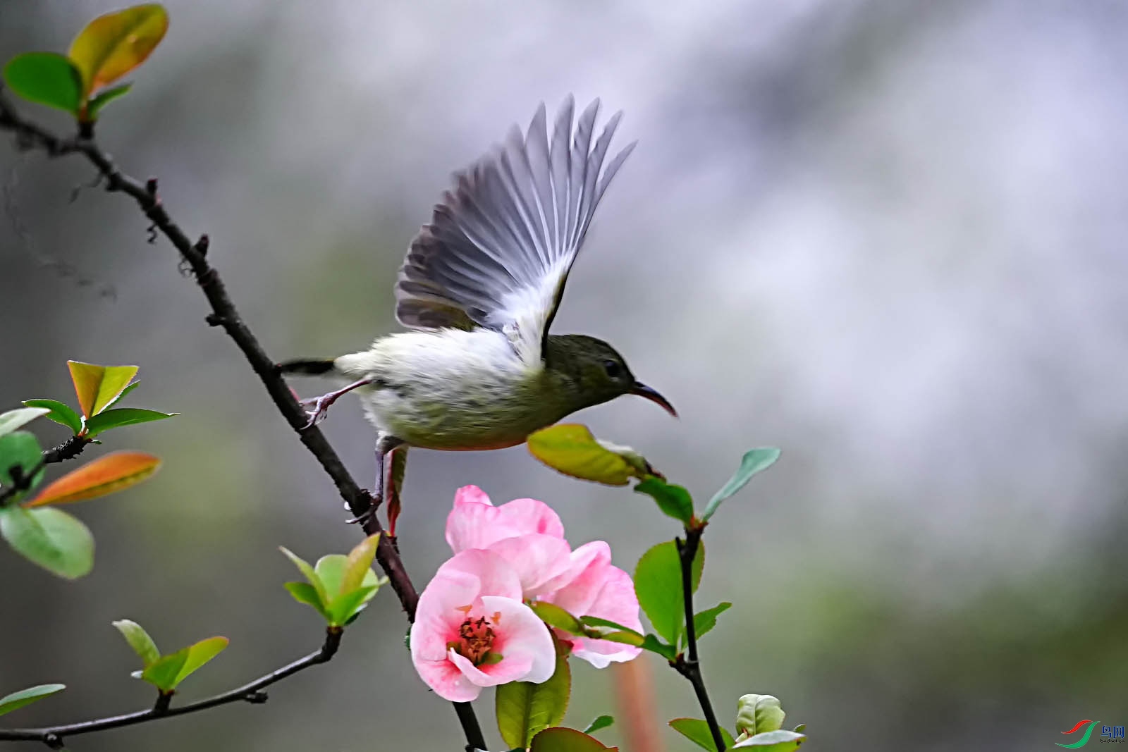 海棠花上的叉尾太阳鸟