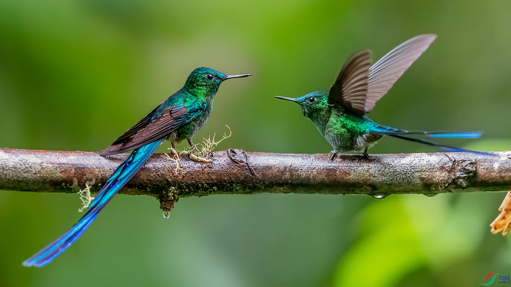 南美洲紫长尾蜂鸟
