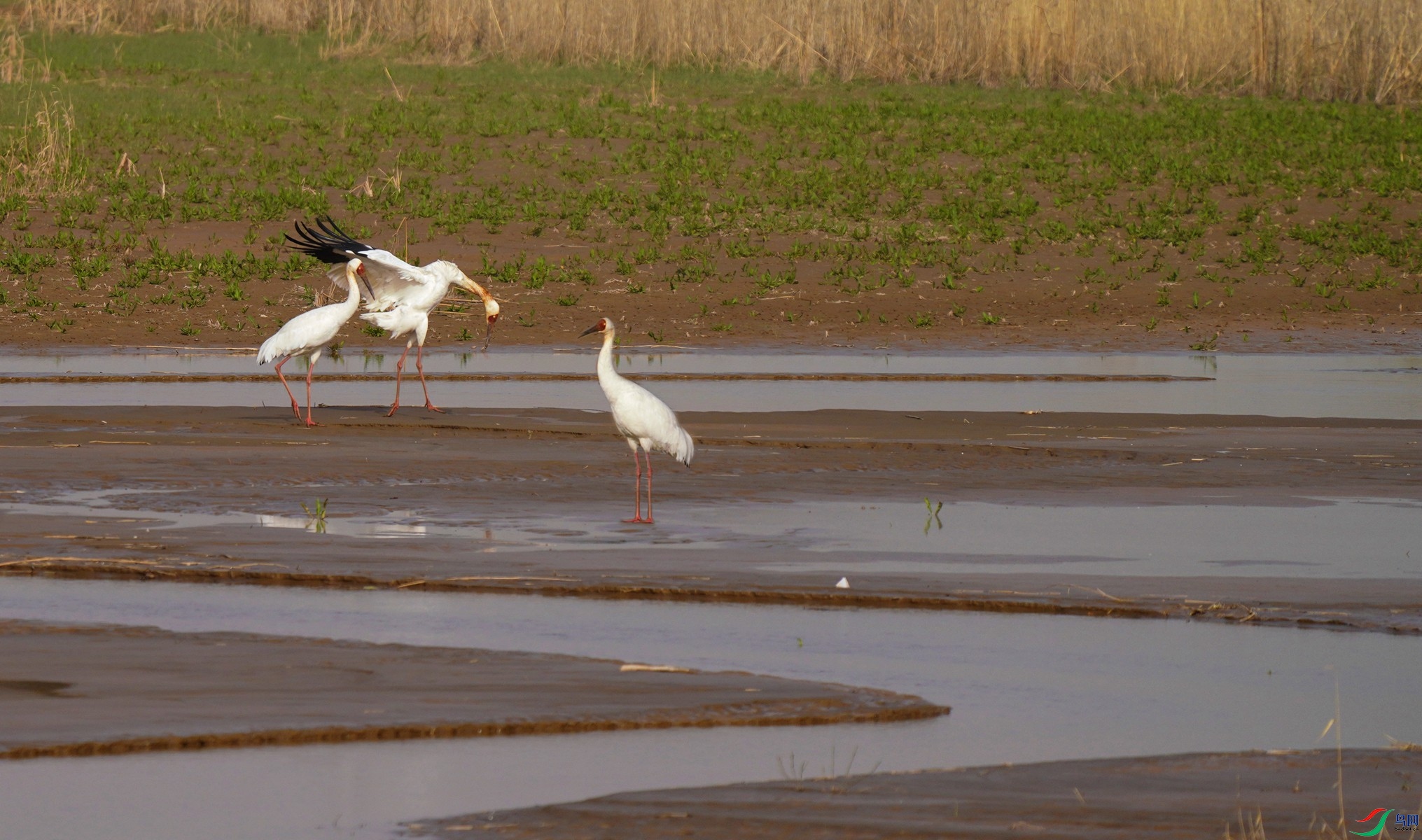 DSC06985,_����.jpg