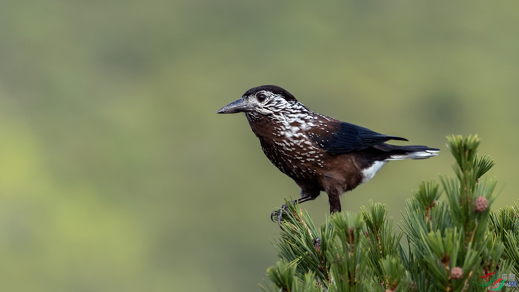 黑猫鱼 老师拍摄于山西省临汾市翼城县.jpg