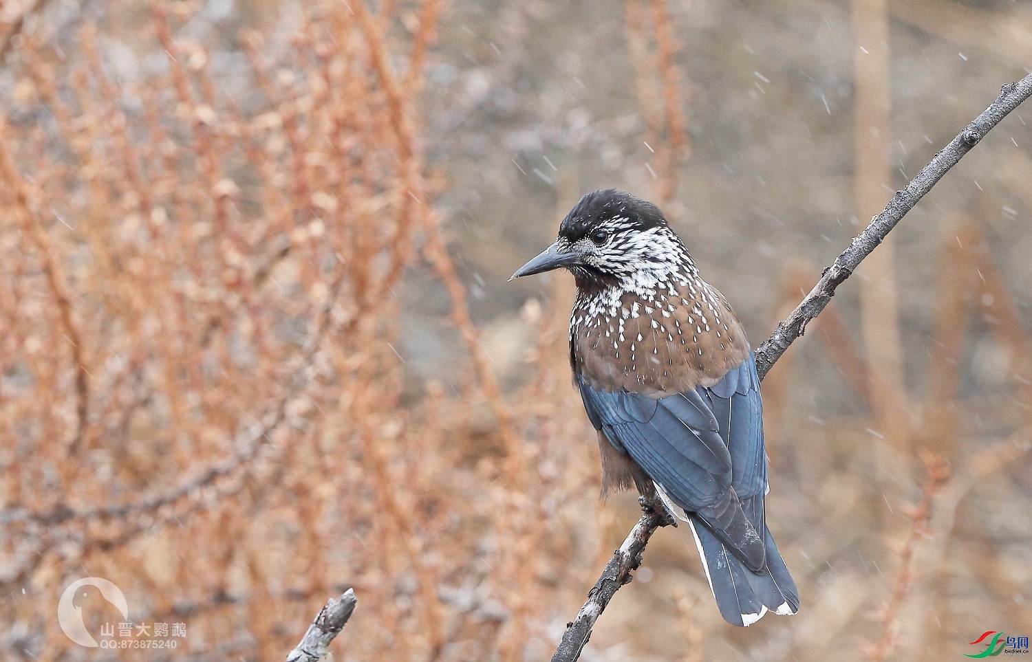 ɽ��������  ��ʦ��������.��������ɽ�ϵ���������0.jpg