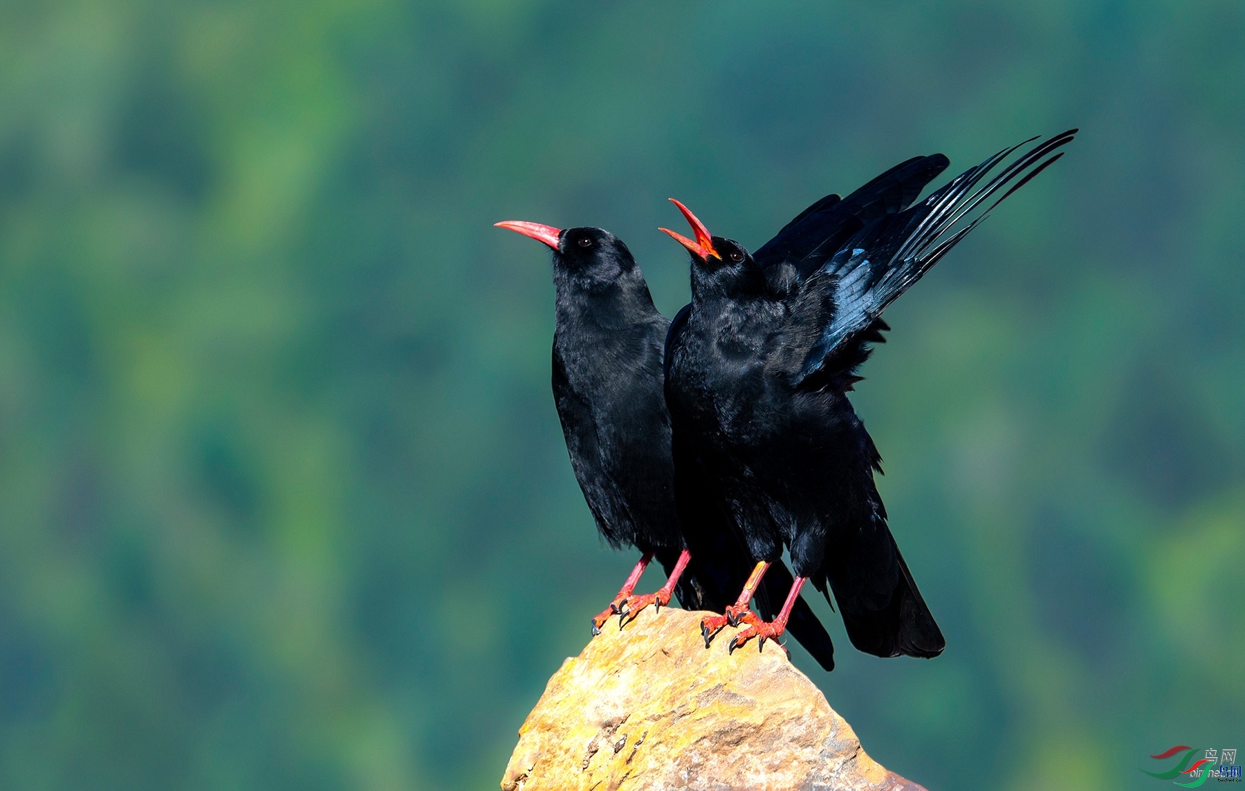 һƬ��Ҷ ��ʦ�������Ĵ�ʡ���Ӳ���Ǽ�������� ������.jpg