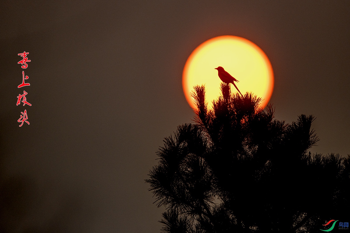 IMG_2524ϲ��֦ͷ .jpg