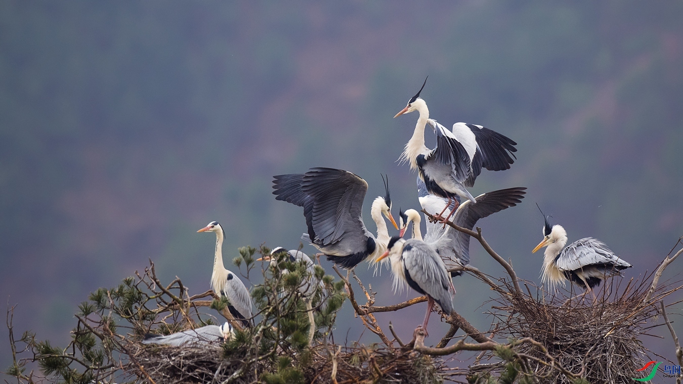 DSC_2870 - ����.jpg