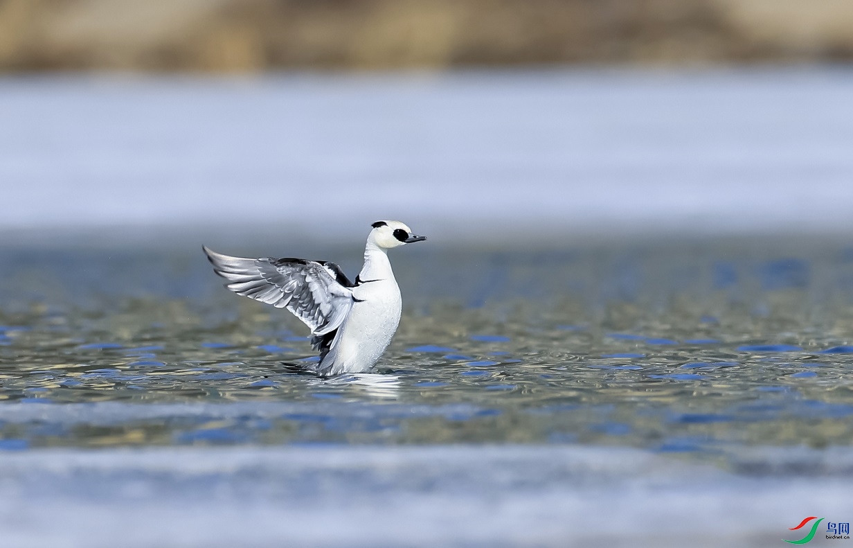 ����С����