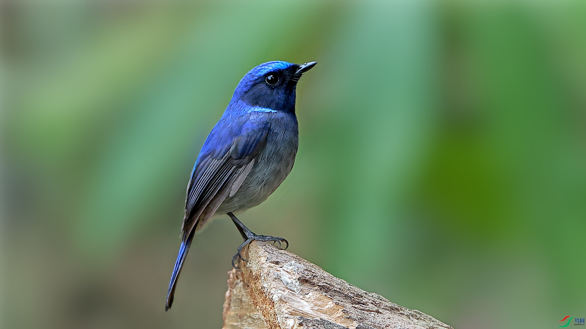 小仙鹟:体小的深色鹟,与大仙鹟的区别在体型较小,胸蓝色,臀白色.
