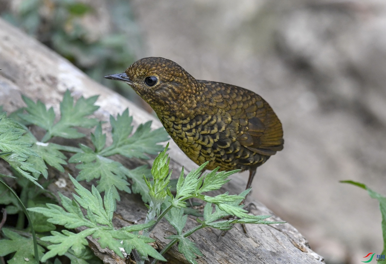 一只不长尾巴的小鸟