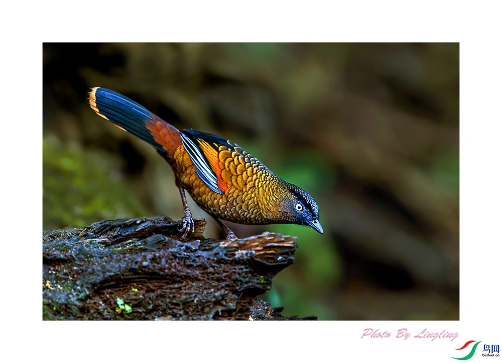 DSC_3320-1 �{�����B.jpg